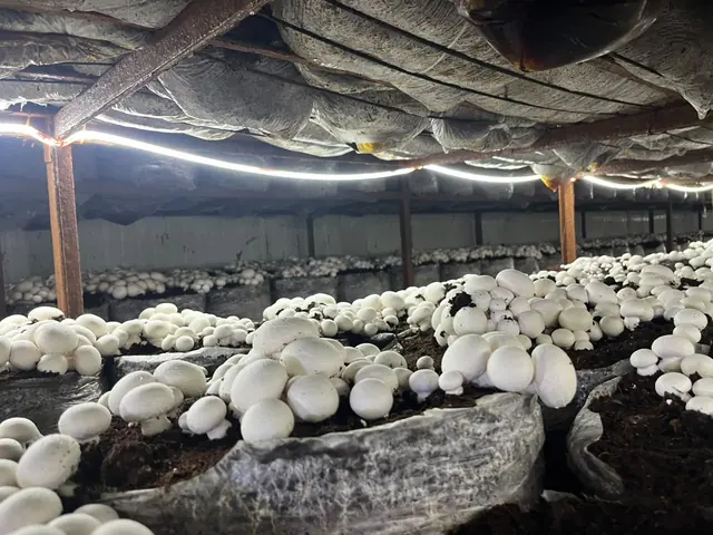 Button mushrooms flushing across rows of compost bags on racks