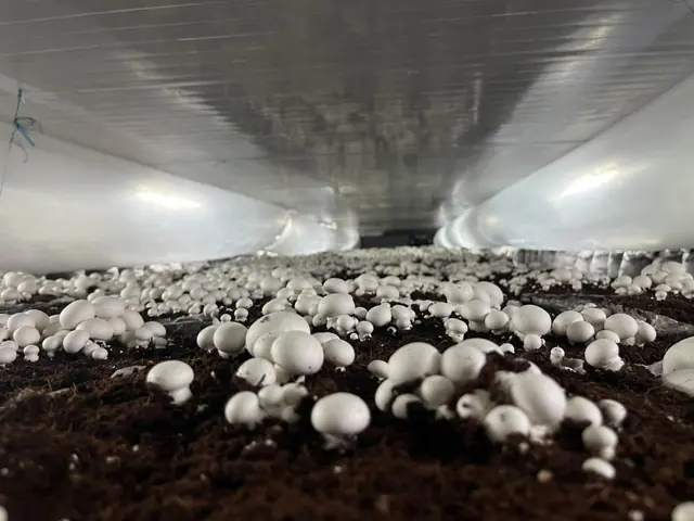 A button mushroom bed in mid-flush seen at eye level