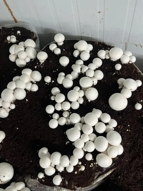 Button mushrooms from pinheads to full caps across one bed, seen from above