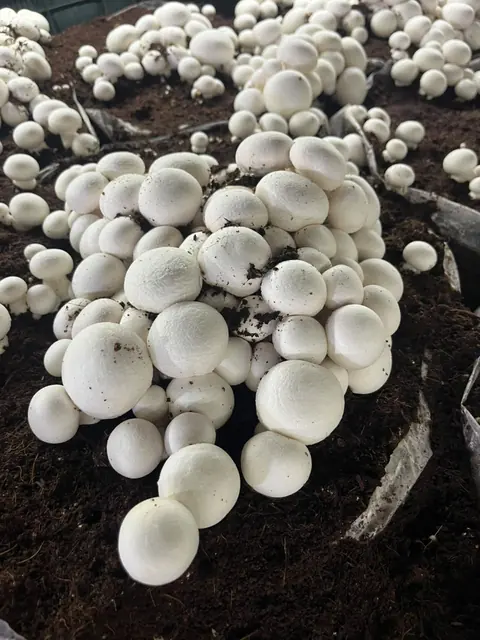 A dense flush of fresh white button mushrooms on the casing layer at our Sonipat farm
