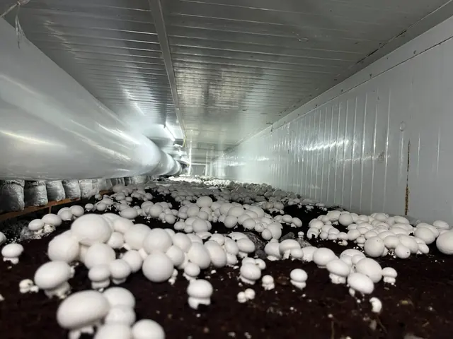 A whole growing room of button mushrooms in full flush