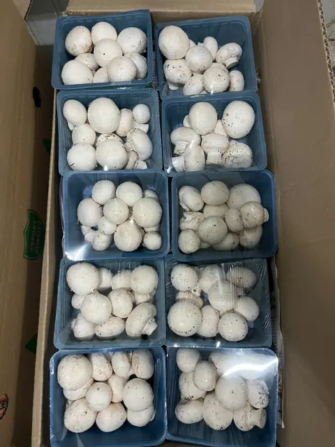 Fresh button mushrooms packed in blue punnets for market