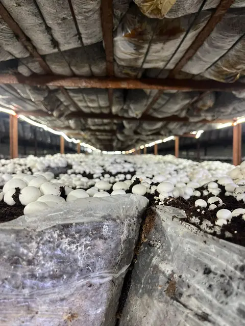 A corridor of mushroom racks with button mushrooms ready for harvest