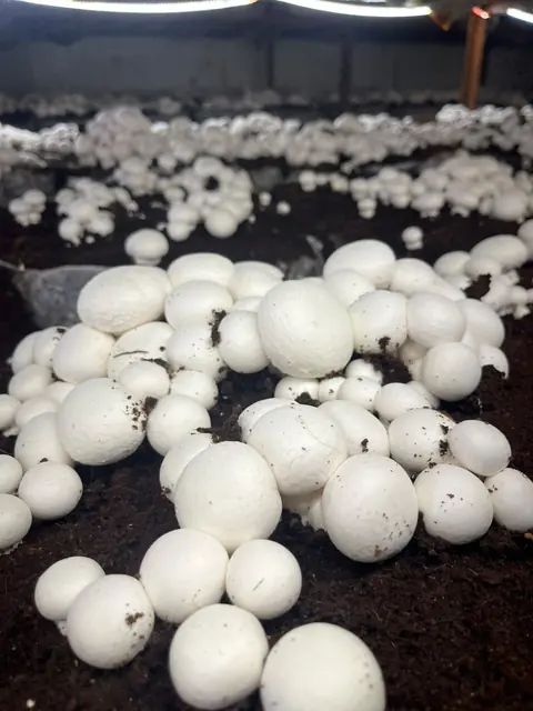 Close-up of firm white button mushroom caps ready for picking