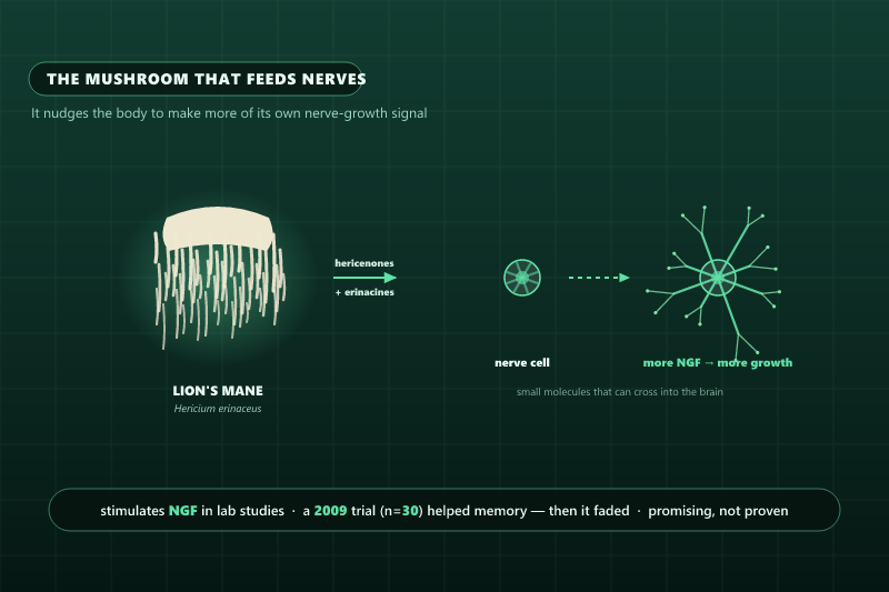 Diagram of lion's mane mushroom with cascading spines, its compounds hericenones and erinacines prompting a nerve cell to grow more branches via increased nerve growth factor