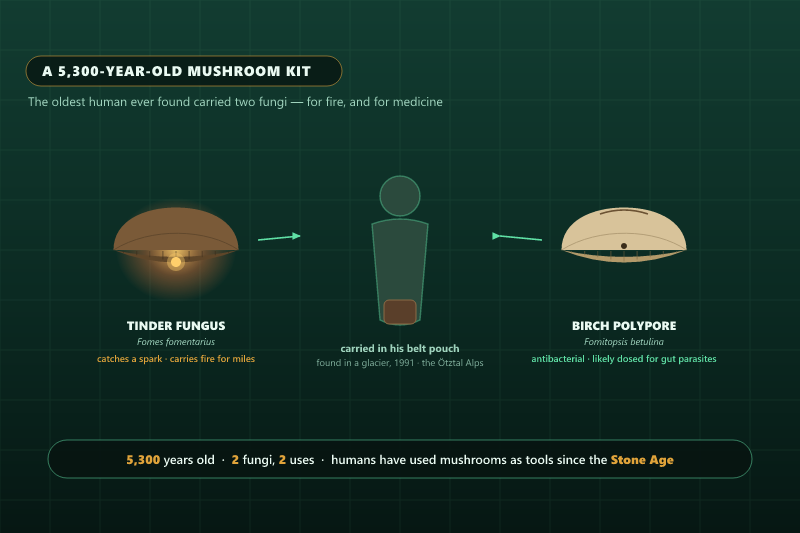 Diagram of the two fungi Ötzi the Iceman carried: a glowing tinder fungus to carry fire, and a birch polypore pierced and strung, used as antibacterial medicine