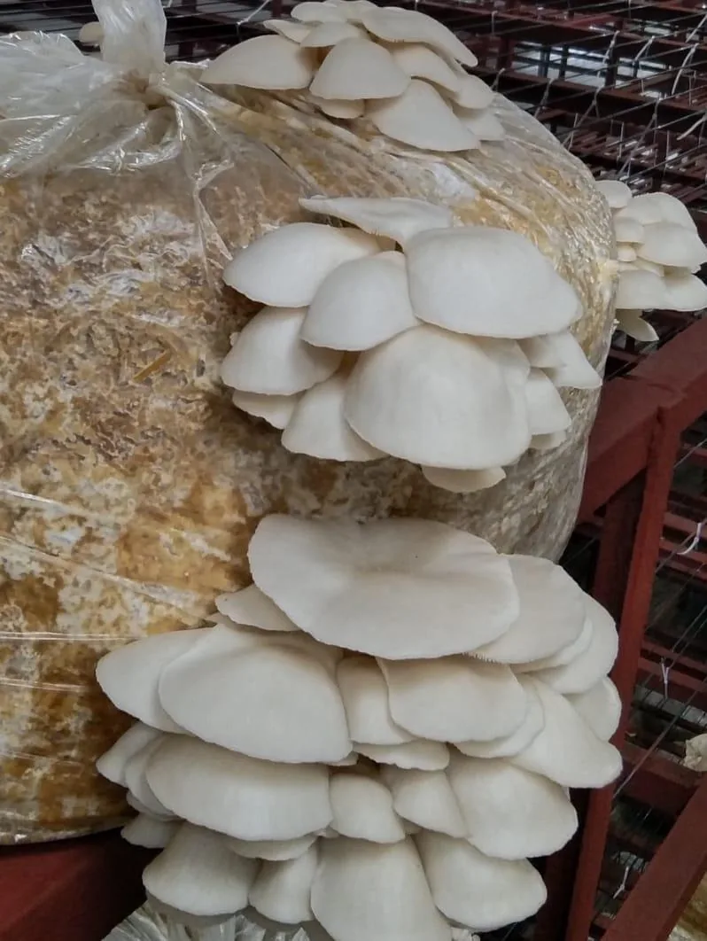Oyster Mushrooms