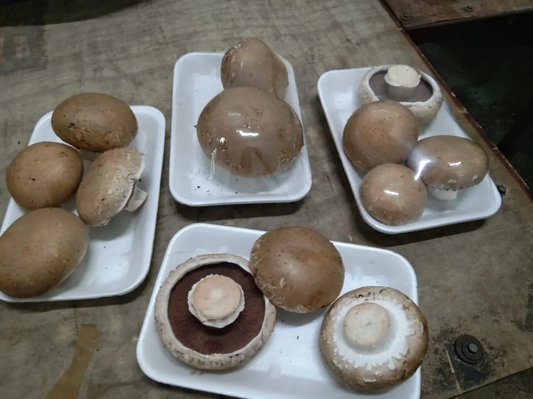 Portobello Mushrooms