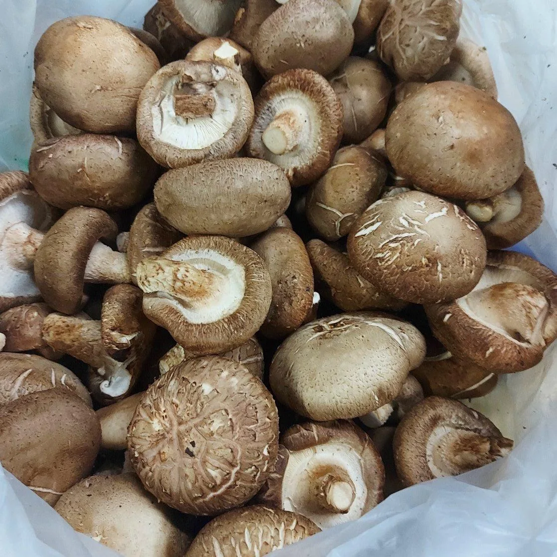Shiitake Mushrooms