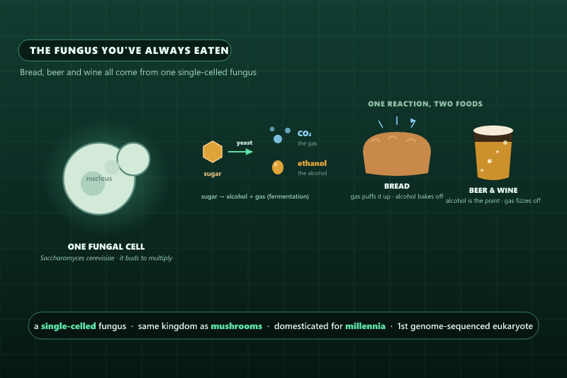 Diagram of yeast: a single budding cell, the fermentation reaction turning sugar into carbon dioxide and ethanol, and the two outcomes — risen bread and a glass of beer or wine